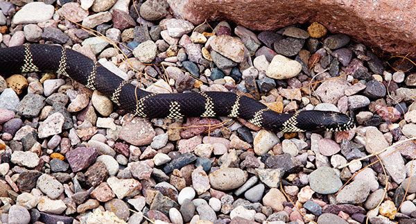 Common Kingsnake Lampropeltis getula  
