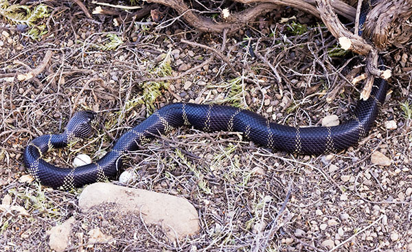 Common Kingsnake Lampropeltis getula  