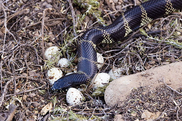 Common Kingsnake Lampropeltis getula  