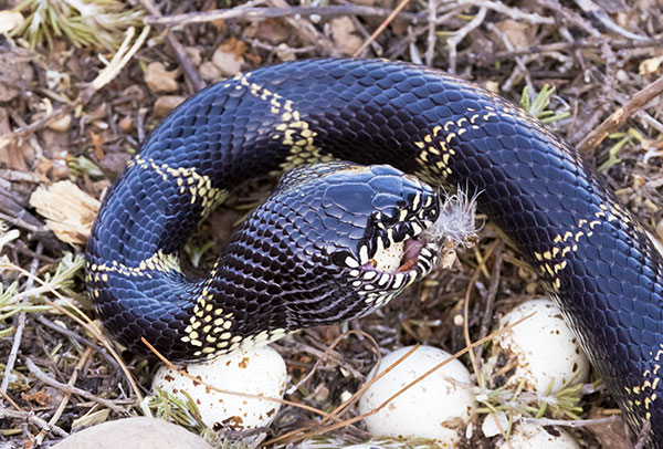 Common Kingsnake Lampropeltis getula  