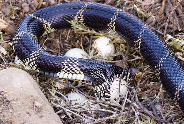 Common Kingsnake Lampropeltis getula  