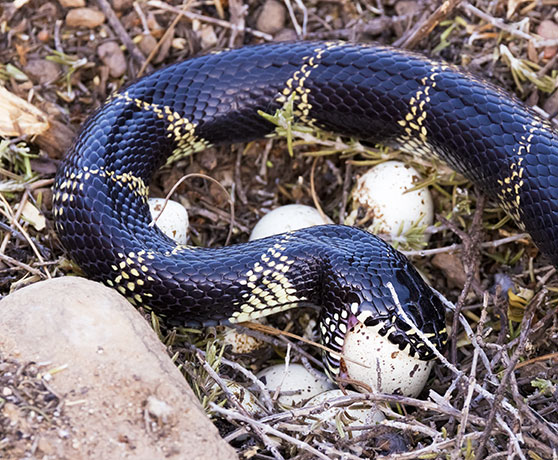 Common Kingsnake Lampropeltis getula  
