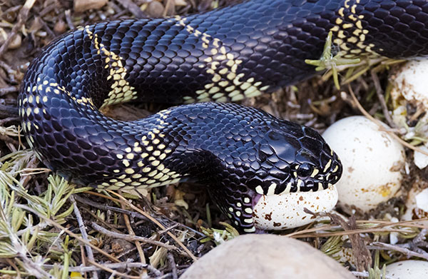 Common Kingsnake Lampropeltis getula  