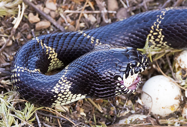 Common Kingsnake Lampropeltis getula  