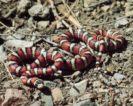 Sonoran Mountain Kingsnake Lampropeltis pyromelana 