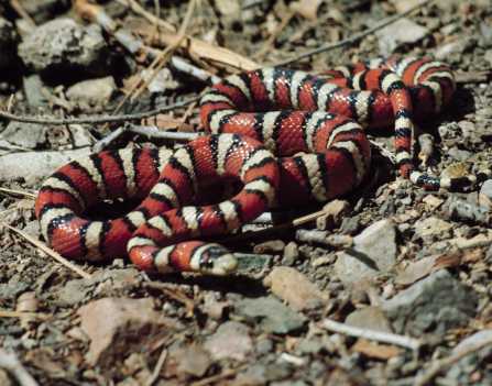 Sonoran Mountain Kingsnake Lampropeltis pyromelana 