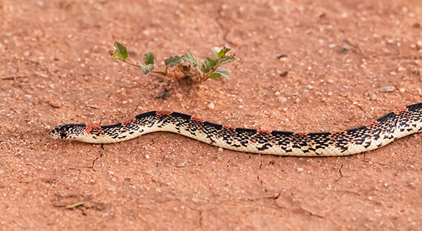 Long-nosed Snake Rhinocheilus lecontei 