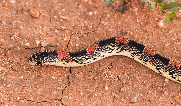 Long-nosed Snake Rhinocheilus lecontei 