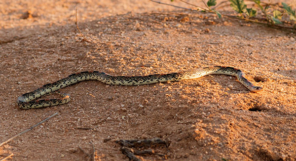 Long-nosed Snake Rhinocheilus lecontei 