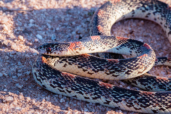 Long-nosed Snake Rhinocheilus lecontei 