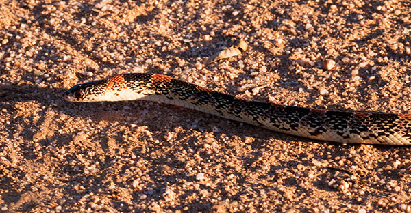 Long-nosed Snake Rhinocheilus lecontei 