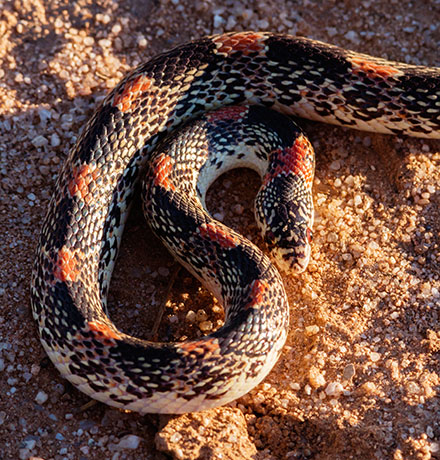 Long-nosed Snake Rhinocheilus lecontei 