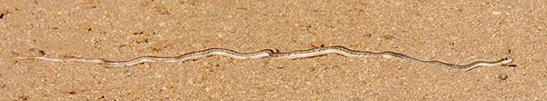 Western Patch-nosed Snake Salvadora hexalepis