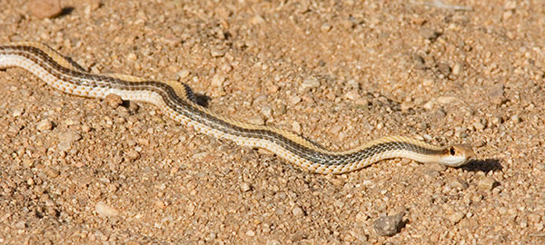 Western Patch-nosed Snake Salvadora hexalepis