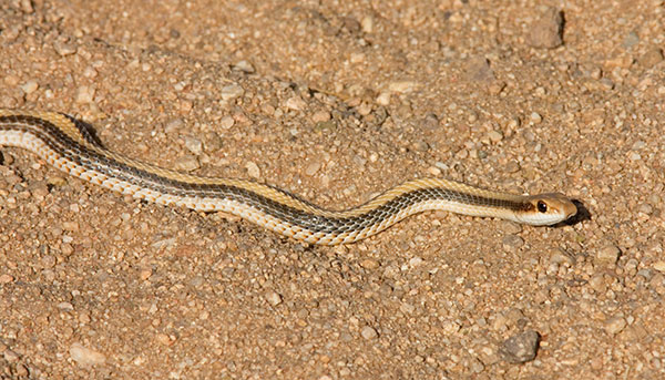 Western Patch-nosed Snake Salvadora hexalepis