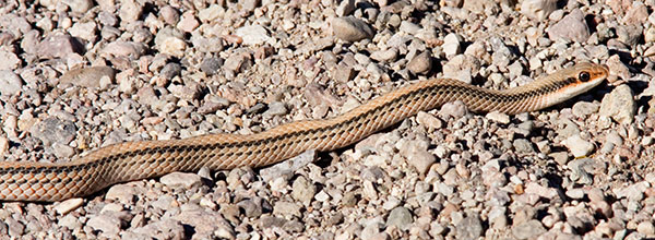 Western Patch-nosed Snake Salvadora hexalepis