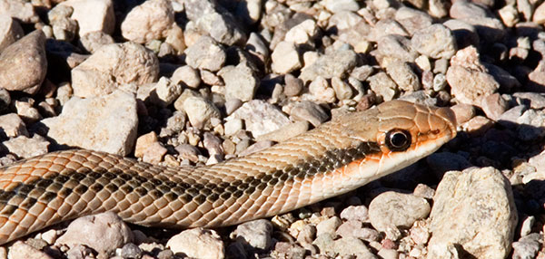 Western Patch-nosed Snake Salvadora hexalepis