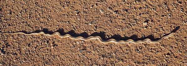 Western Patch-nosed Snake Salvadora hexalepis