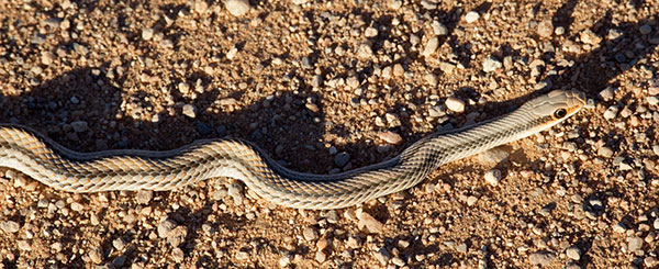 Western Patch-nosed Snake Salvadora hexalepis