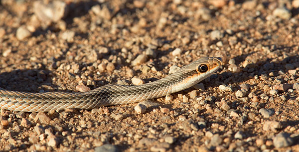 Western Patch-nosed Snake Salvadora hexalepis