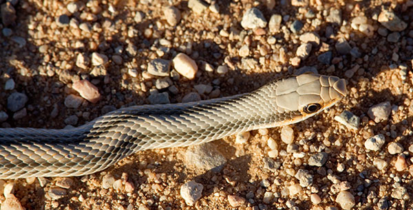 Western Patch-nosed Snake Salvadora hexalepis