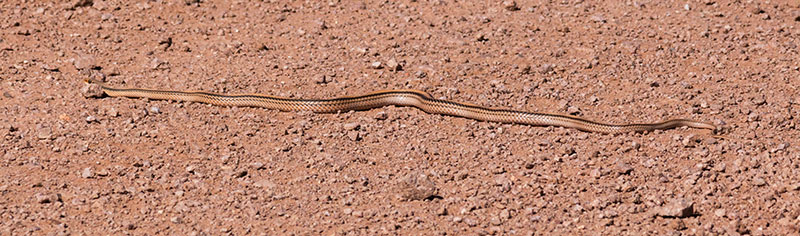 Western Patch-nosed Snake Salvadora hexalepis