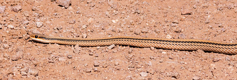 Western Patch-nosed Snake Salvadora hexalepis
