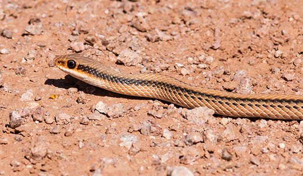 Western Patch-nosed Snake Salvadora hexalepis