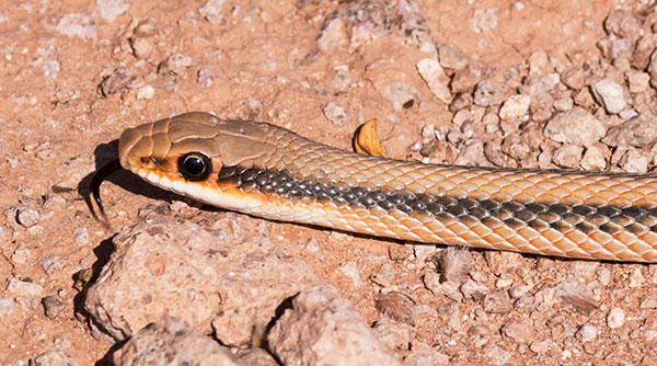 Western Patch-nosed Snake Salvadora hexalepis