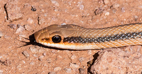 Western Patch-nosed Snake Salvadora hexalepis