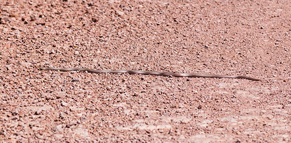 Western Patch-nosed Snake Salvadora hexalepis