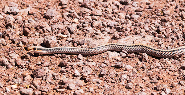 Western Patch-nosed Snake Salvadora hexalepis