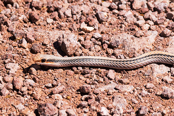Western Patch-nosed Snake Salvadora hexalepis