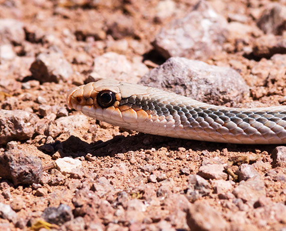 Western Patch-nosed Snake Salvadora hexalepis