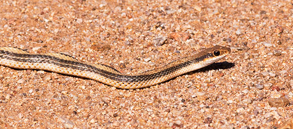 Western Patch-nosed Snake Salvadora hexalepis