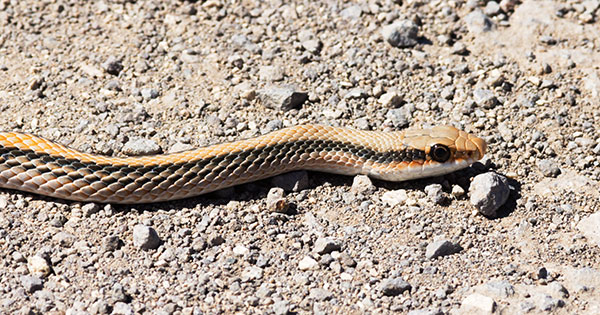 Western Patch-nosed Snake Salvadora hexalepis