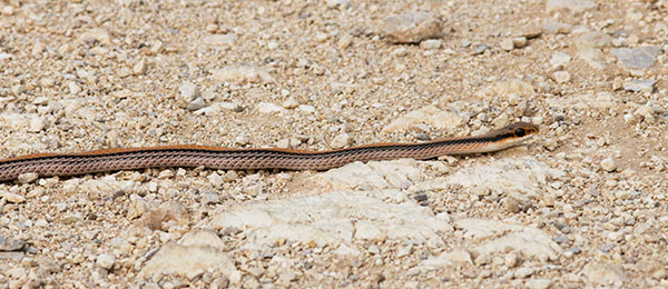 Western Patch-nosed Snake Salvadora hexalepis