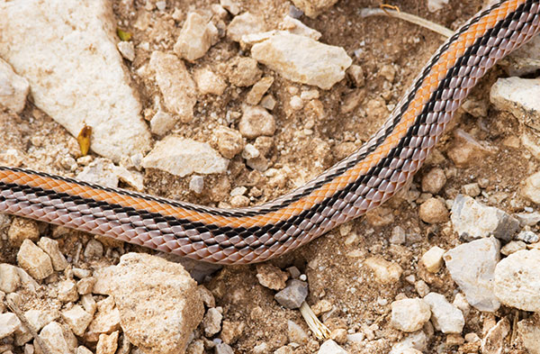 Western Patch-nosed Snake Salvadora hexalepis