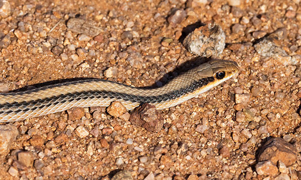 Western Patch-nosed Snake Salvadora hexalepis