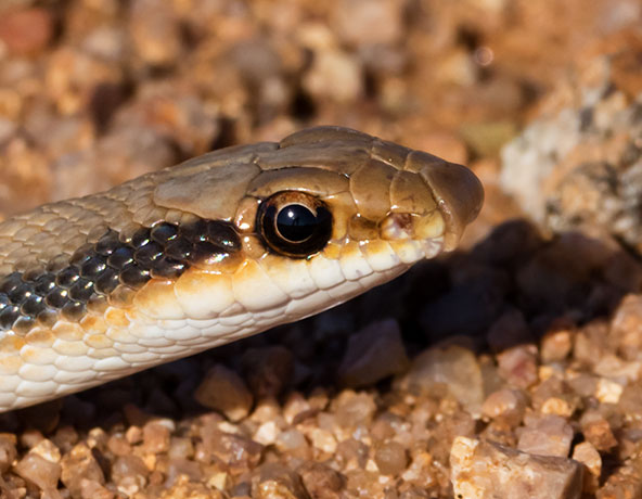 Western Patch-nosed Snake Salvadora hexalepis