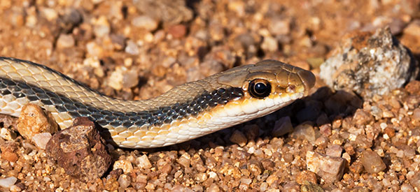 Western Patch-nosed Snake Salvadora hexalepis