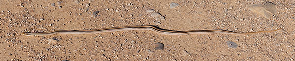 Western Patch-nosed Snake Salvadora hexalepis