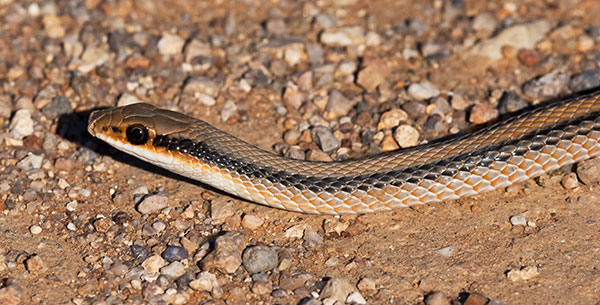 Western Patch-nosed Snake Salvadora hexalepis