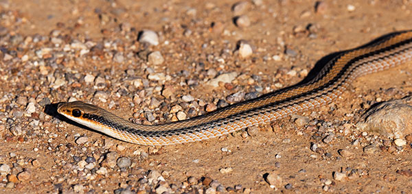 Western Patch-nosed Snake Salvadora hexalepis