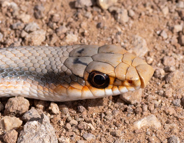 Western Patch-nosed Snake Salvadora hexalepis