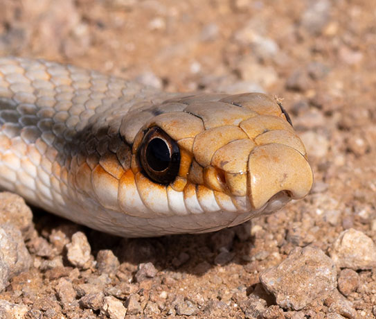 Western Patch-nosed Snake Salvadora hexalepis