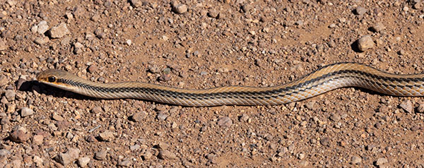Western Patch-nosed Snake Salvadora hexalepis