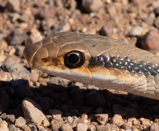 Western Patch-nosed Snake Salvadora hexalepis