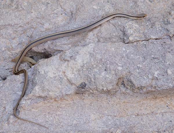 Eastern Patch-nosed Snakes Salvadora grahamiae grahamiae Mountain Patch-nosed Snake