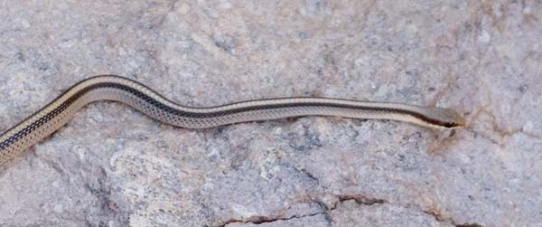 Eastern Patch-nosed Snakes Salvadora grahamiae grahamiae Mountain Patch-nosed Snake